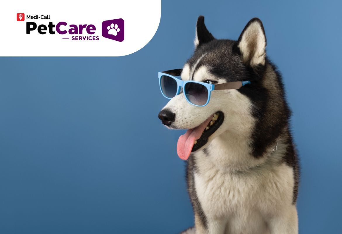 Kenali Cara Perawatan Husky