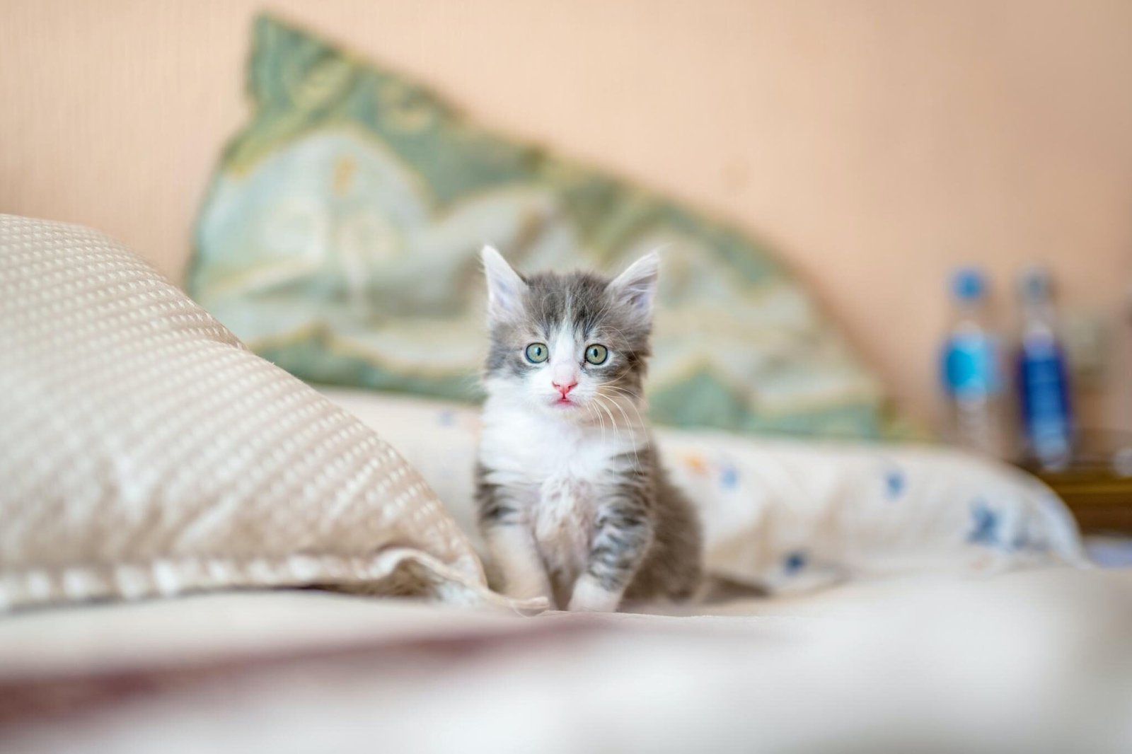 anak kucing