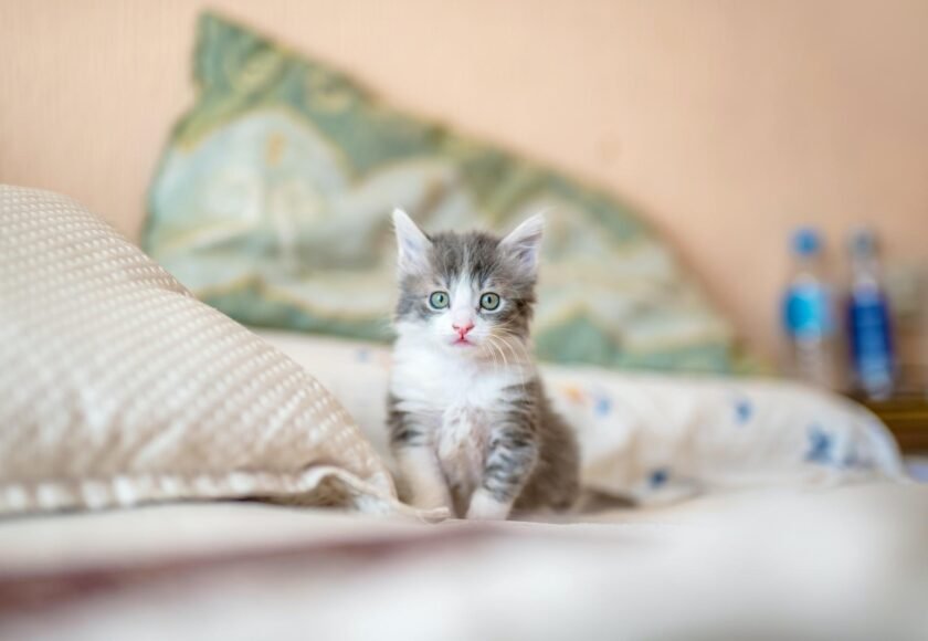 anak kucing