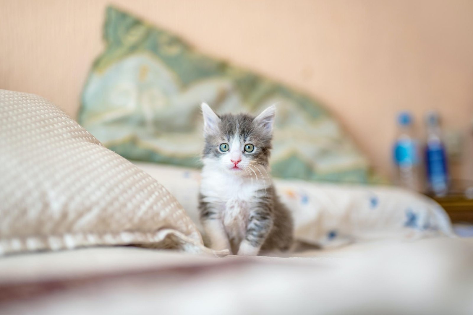 anak kucing