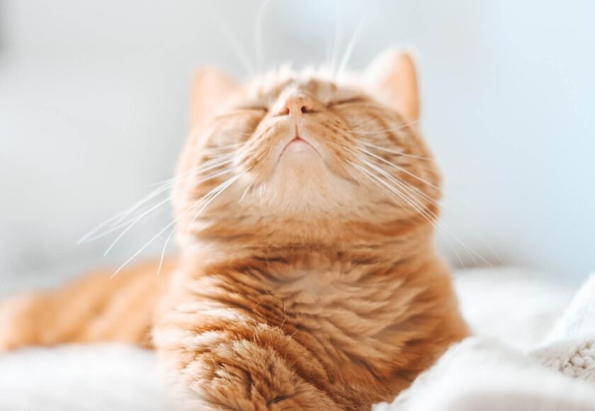 kucing munchkin