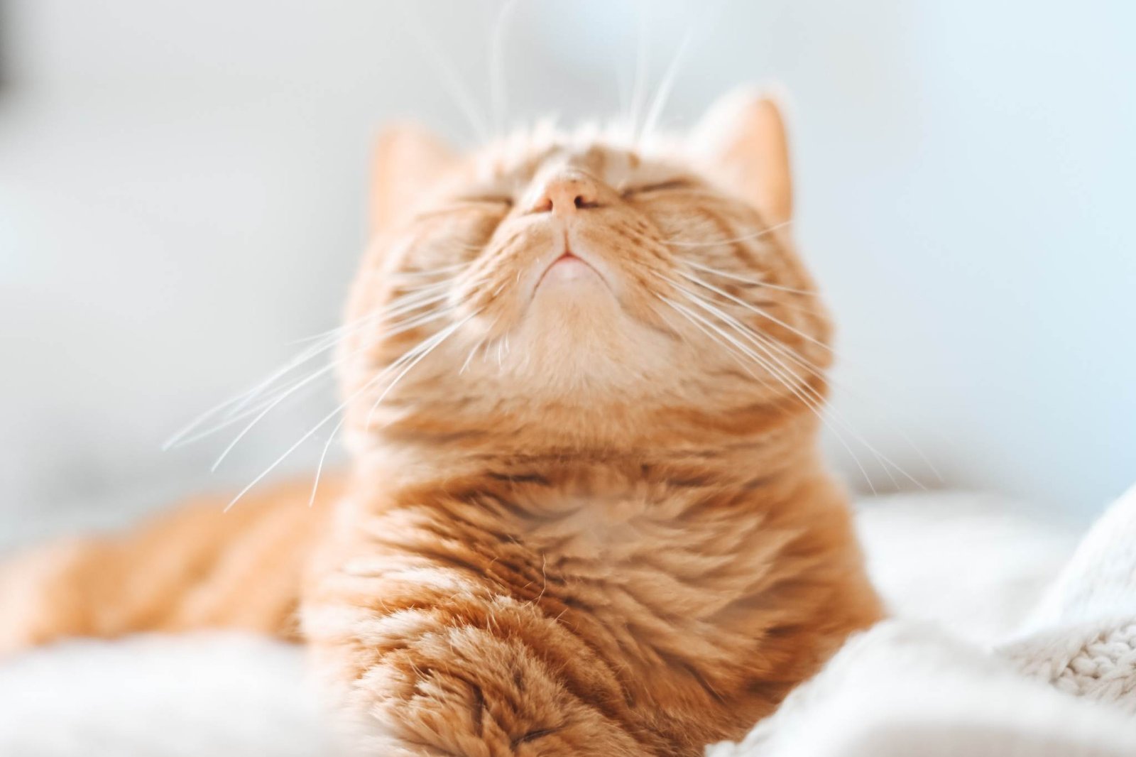 kucing munchkin
