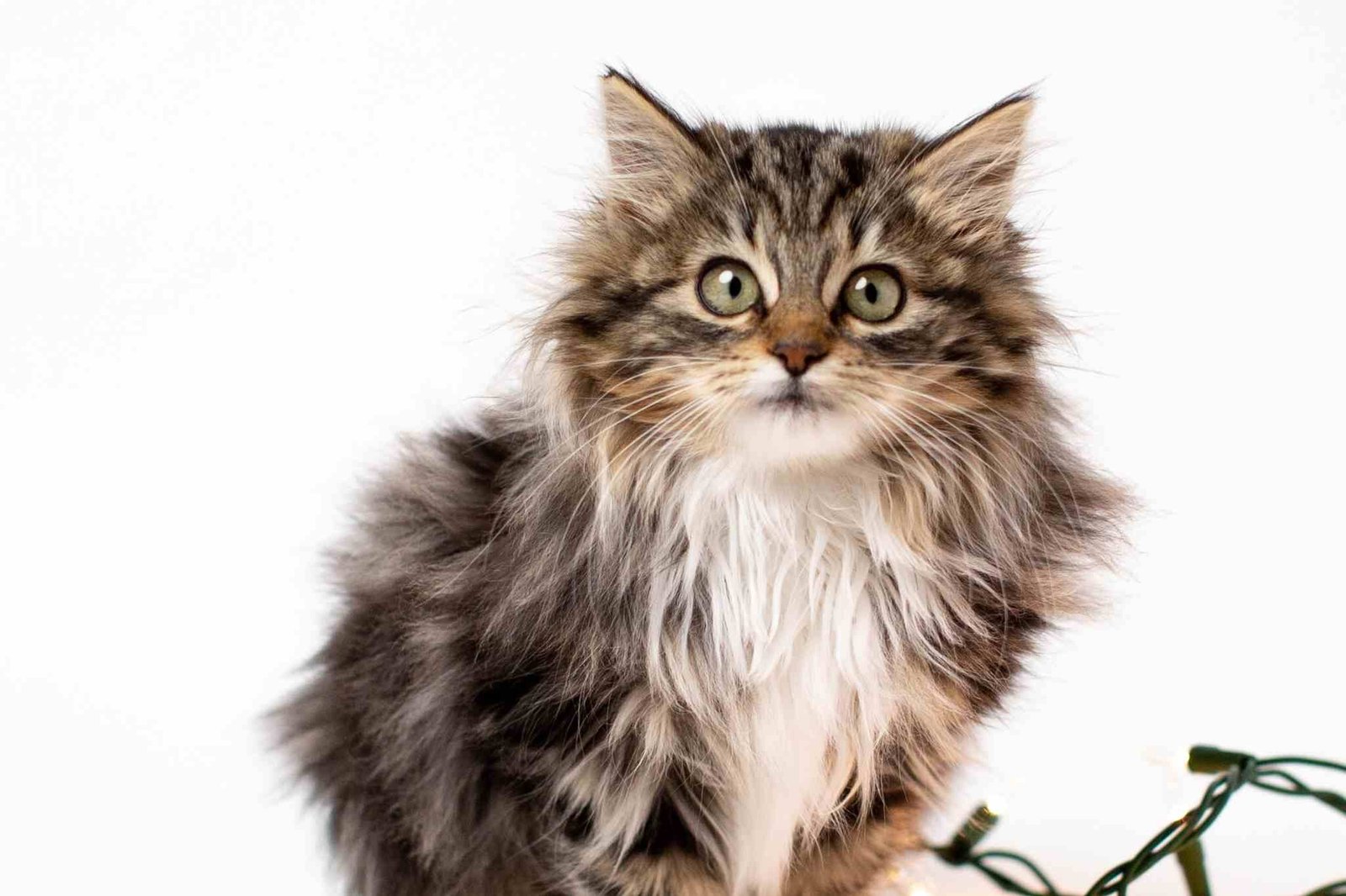 kutu kucing