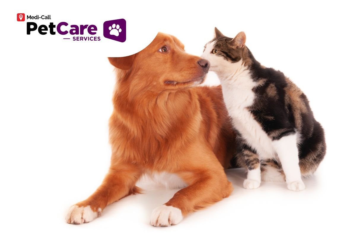 Mengakrabkan Anjing dan Kucing