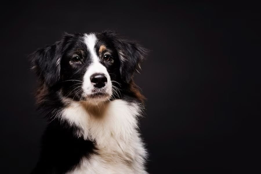 kenali border collie