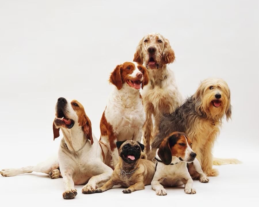 Rabies pada anjing