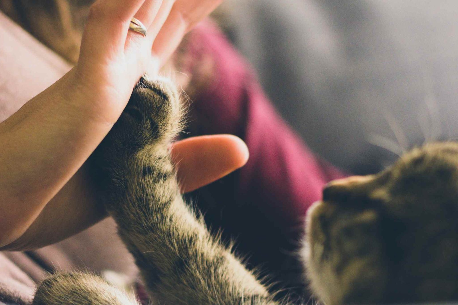 cara memotong kuku kucing