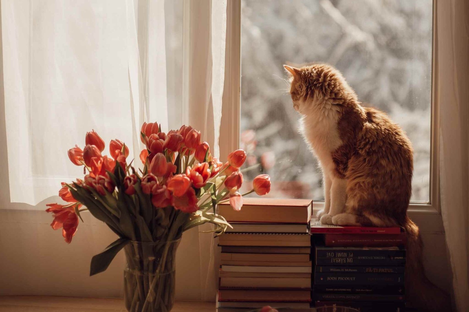 cara menyikat gigi kucing