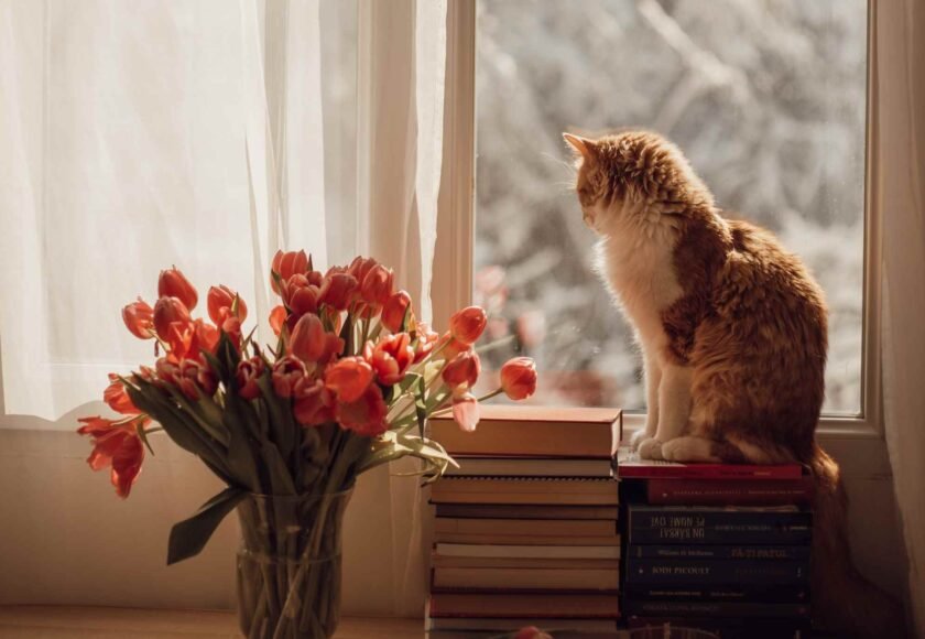cara menyikat gigi kucing