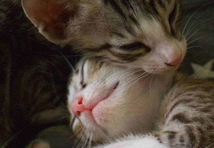 Induk kucing