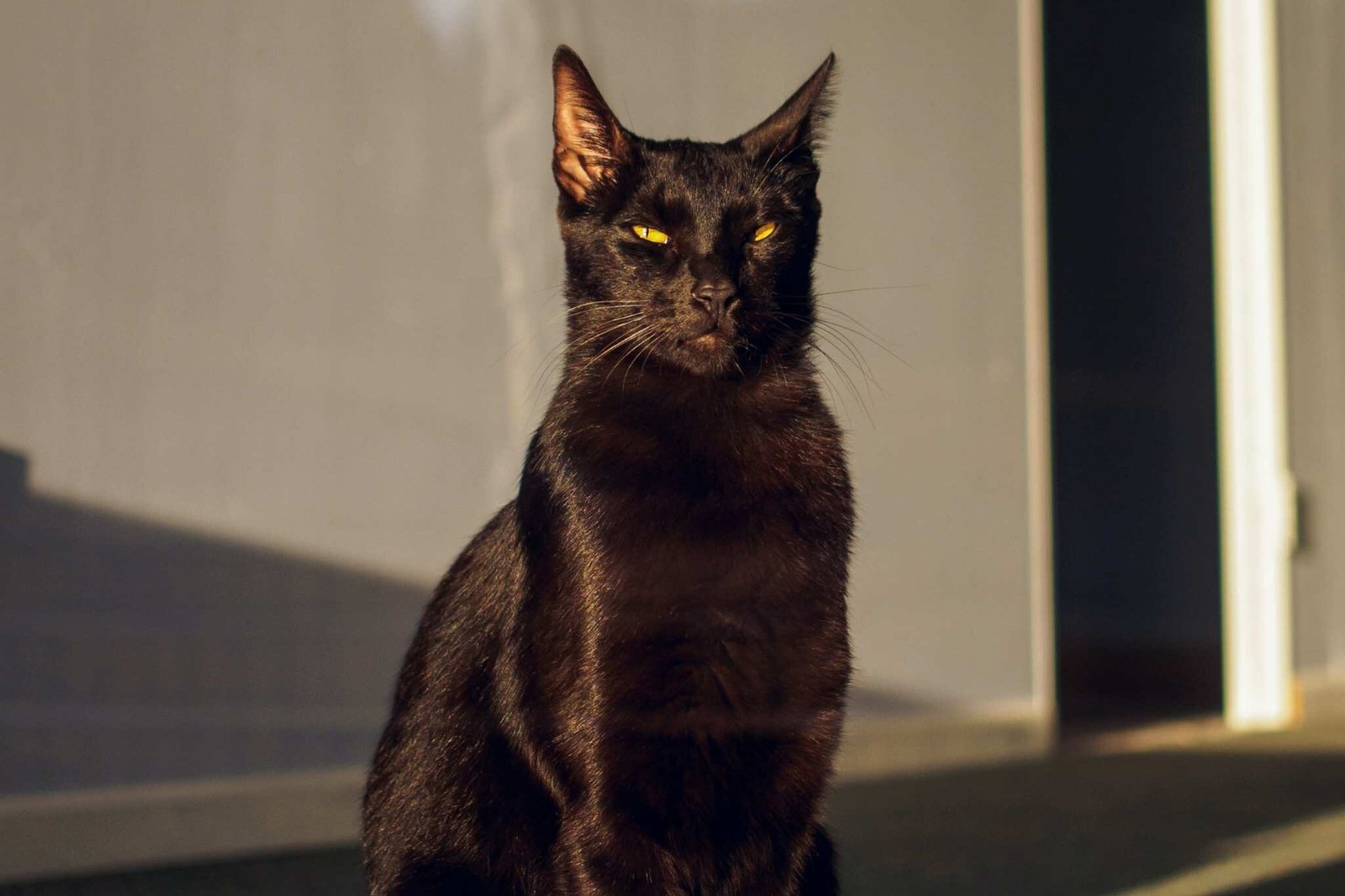 kesehatan kucing