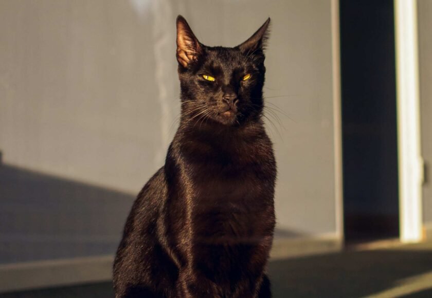 kesehatan kucing