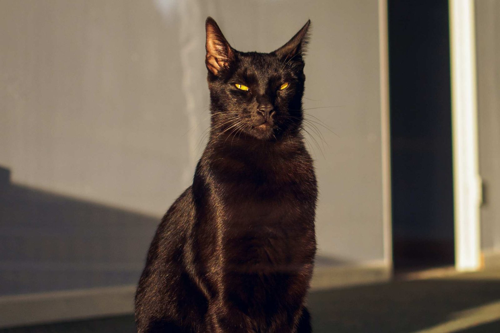 kesehatan kucing