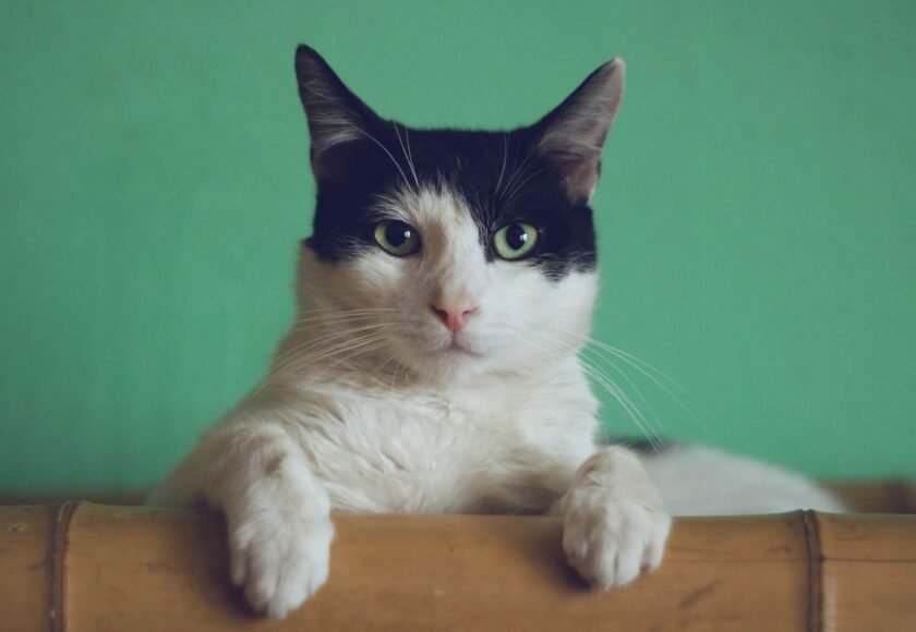 Kucing agresif