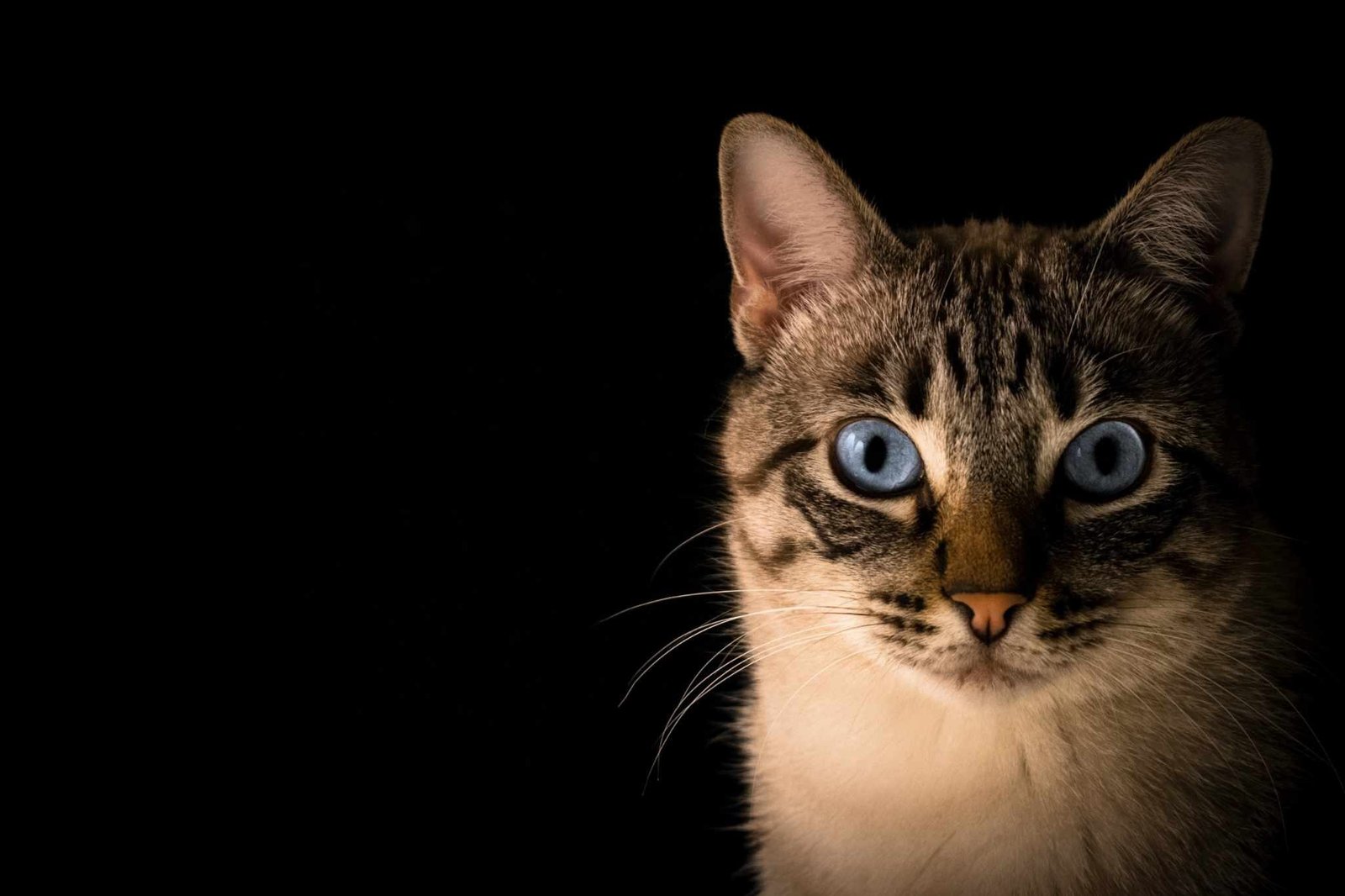 kucing dehidrasi