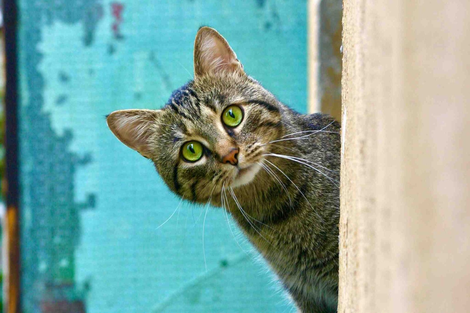 kucing kurus
