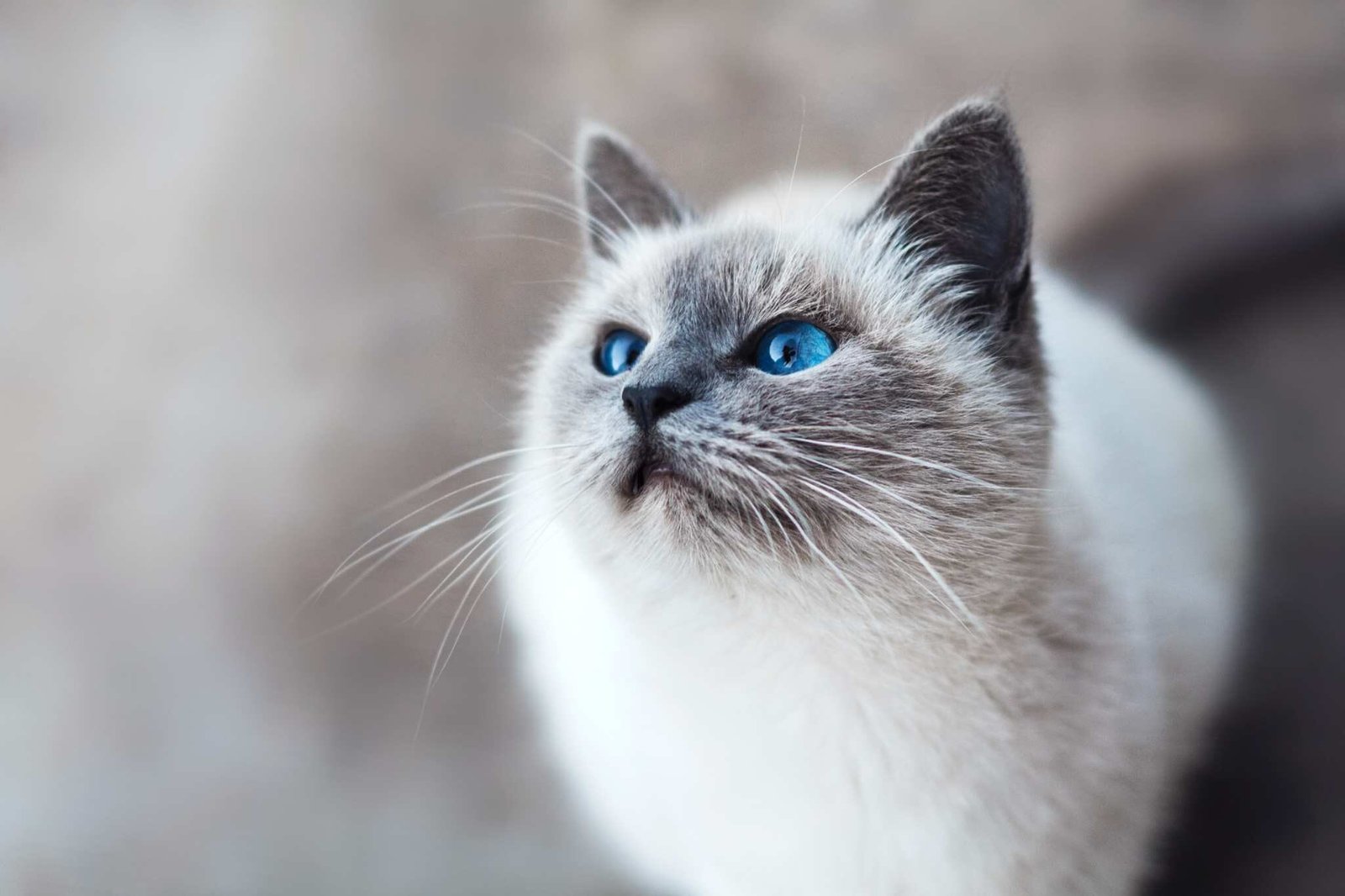 kucing ragdoll