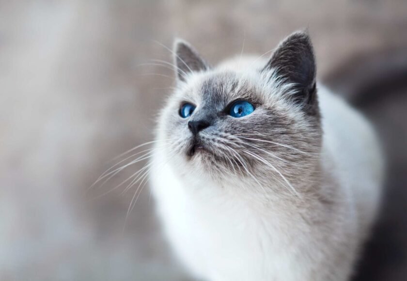 kucing ragdoll