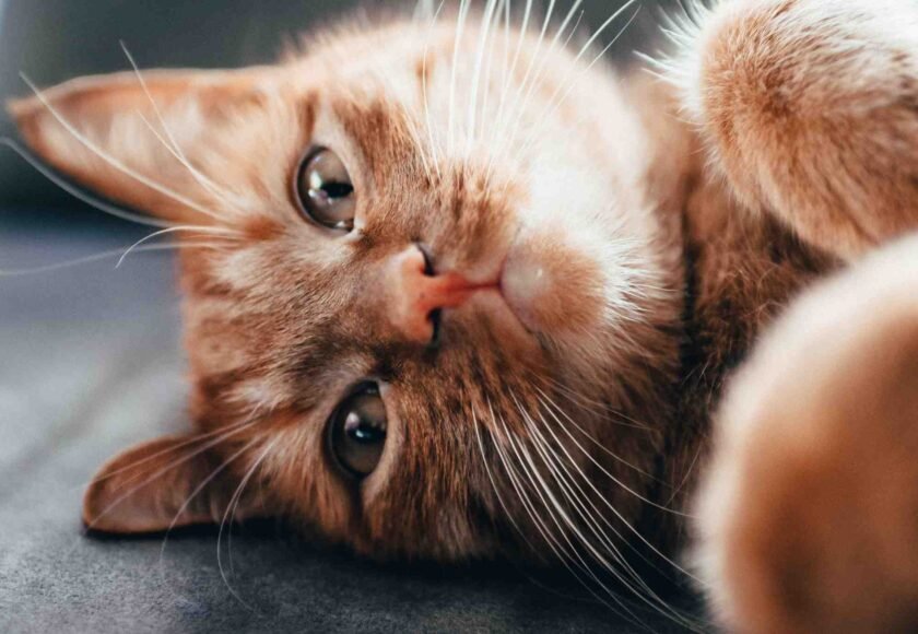 vaksin booster kucing