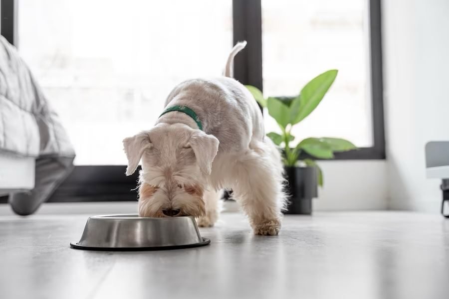 Anjing bosan dengan makanannya