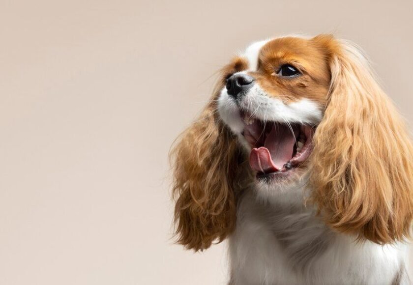 Perawatan gigi anjing