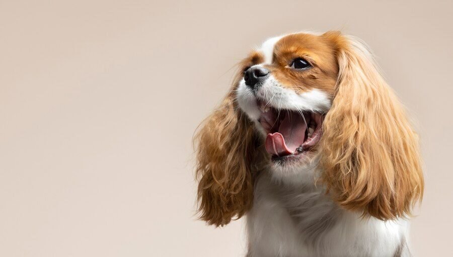 Perawatan gigi anjing