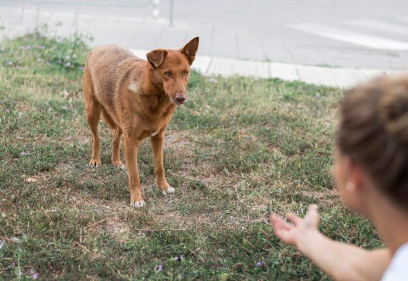 anjing memiliki trauma