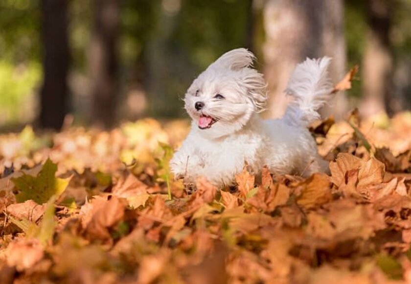 Memelihara anjing maltese