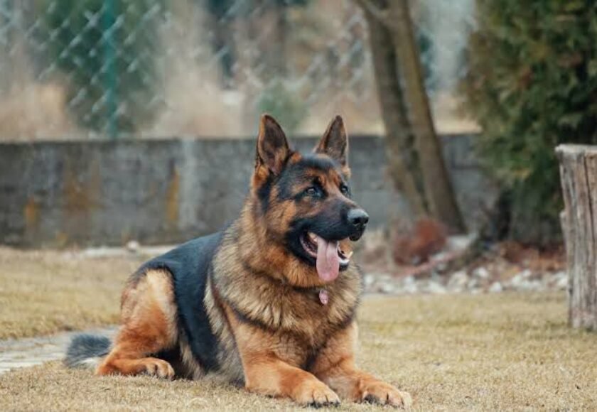 Anjing penjaga