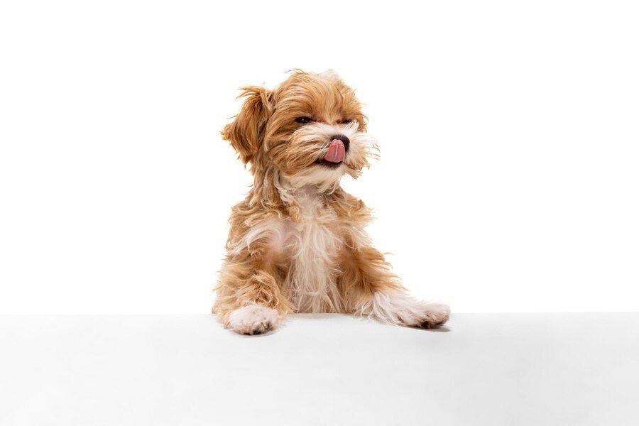 Makanan anjing mini
