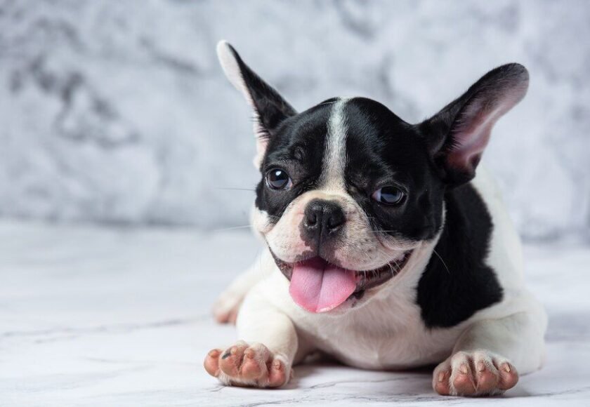 Memelihara anak anjing