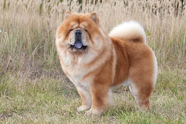 Anjing termahal di dunia