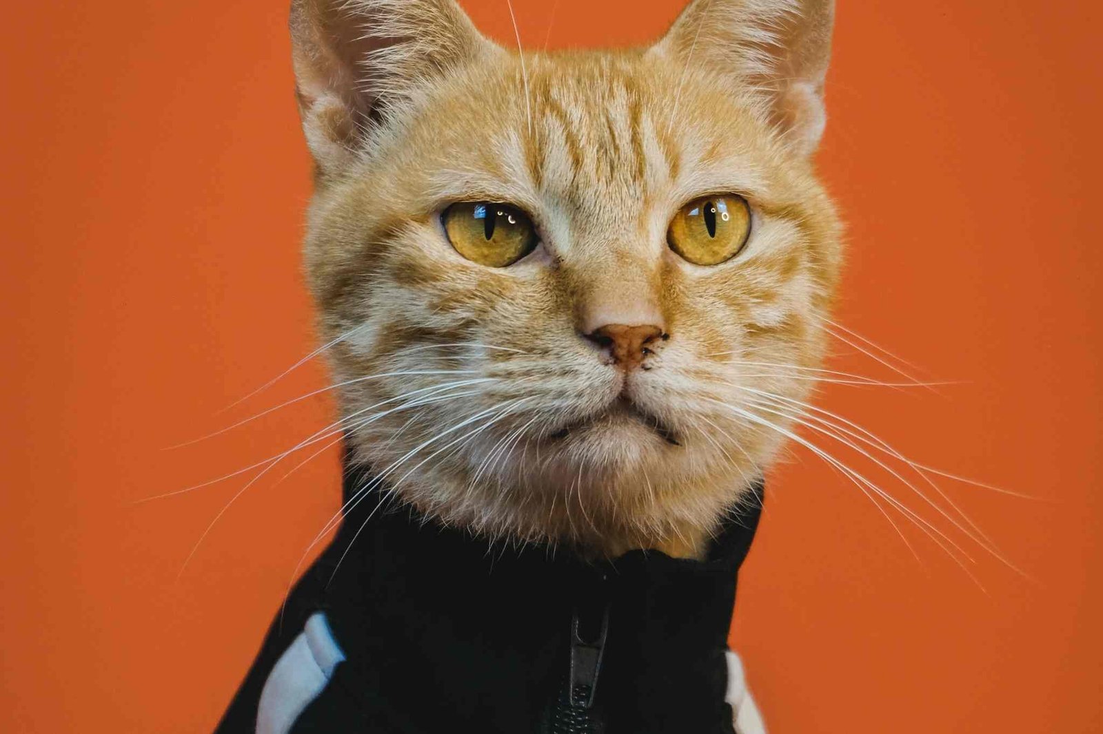 bawa kucing perjalanan jauh