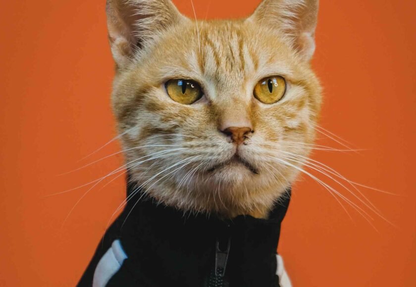bawa kucing perjalanan jauh
