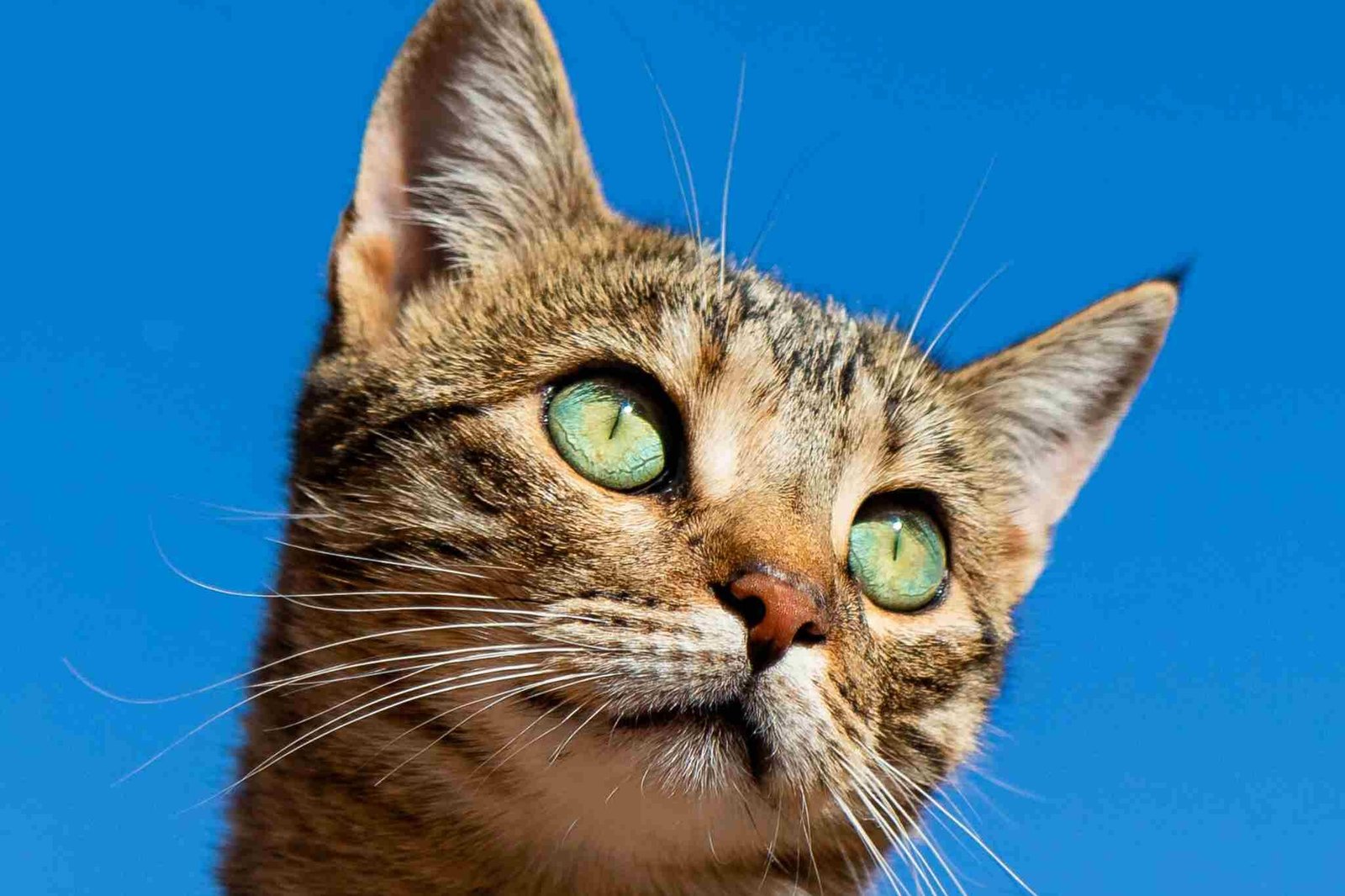 cara membersihkan telinga kucing