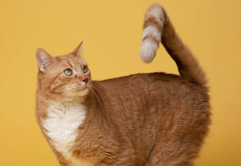 ekor kucing