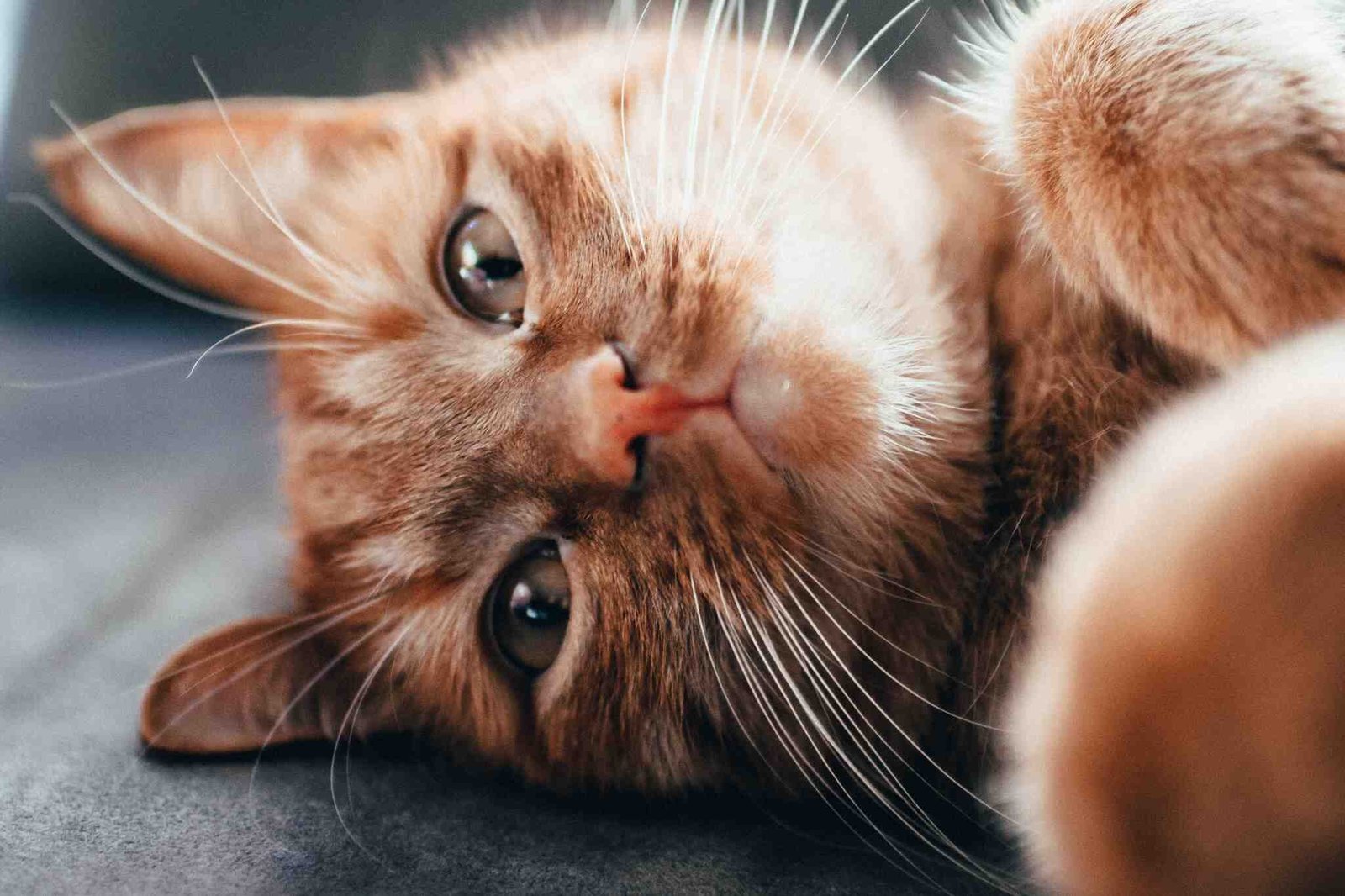 flu pada kucing