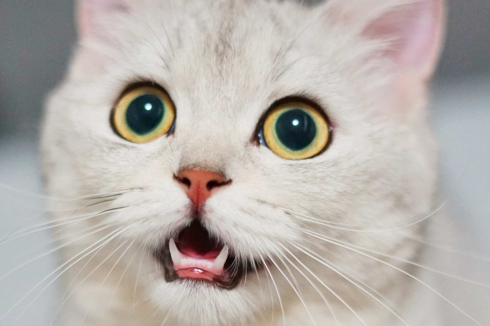 kucing sariawan