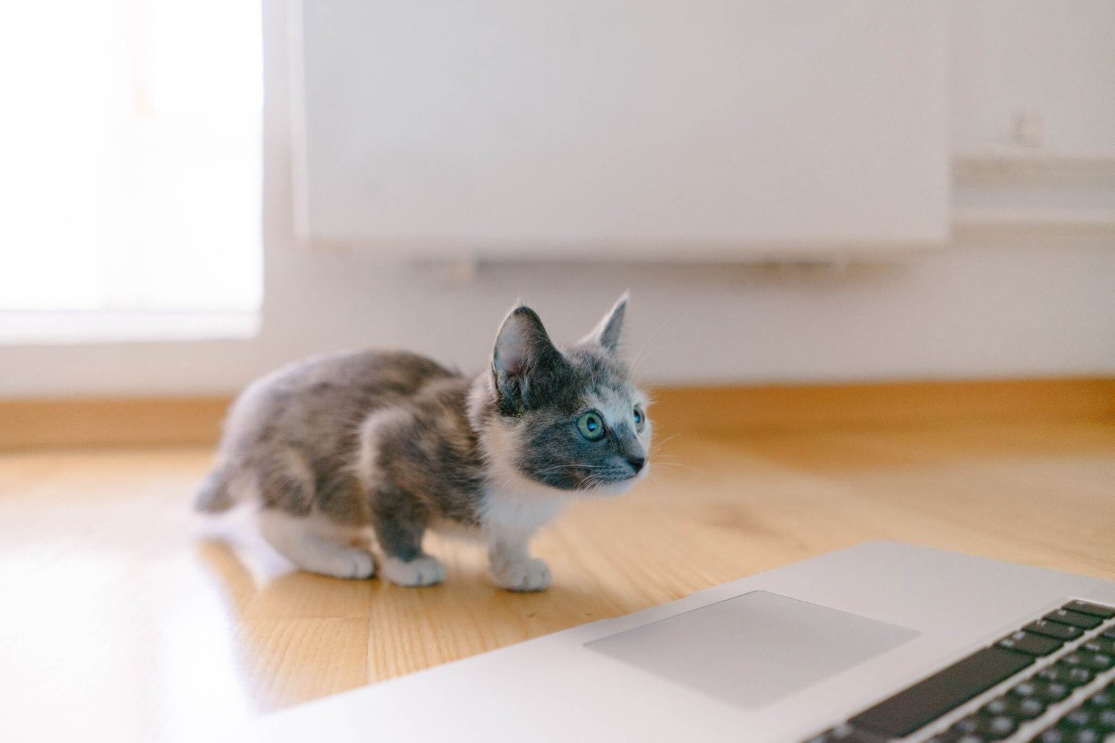 kucing spraying