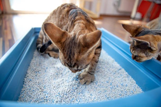 Diare Pada Kucing Simak Ciri Dan Cara Mengatasinya Pet Care