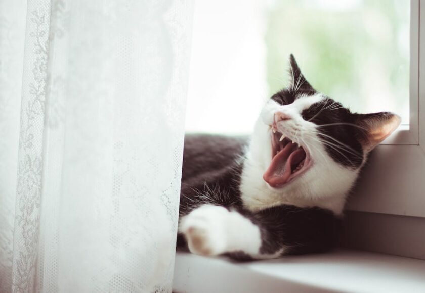 Mulut Kucing Bau