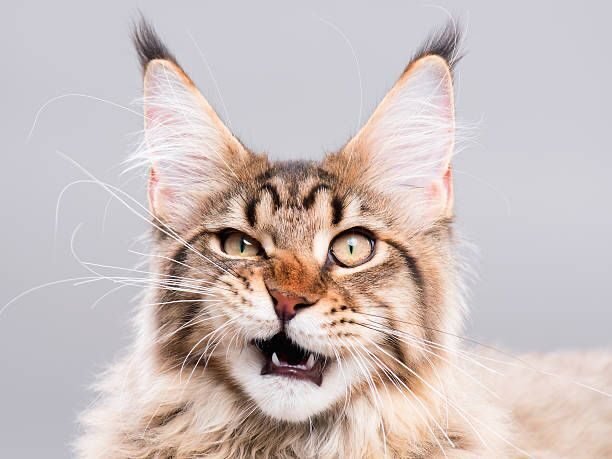 Kucing Maine Coon