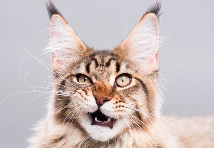 Kucing Maine Coon