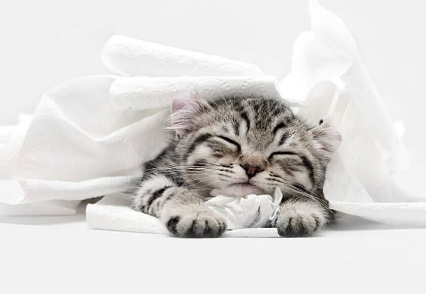Memandikan kucing