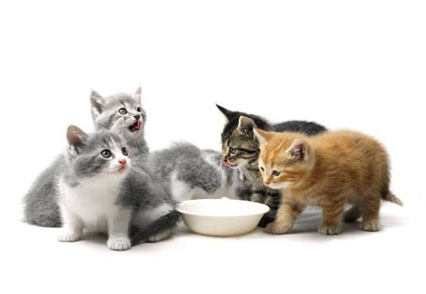 Cara merawat anak kucing