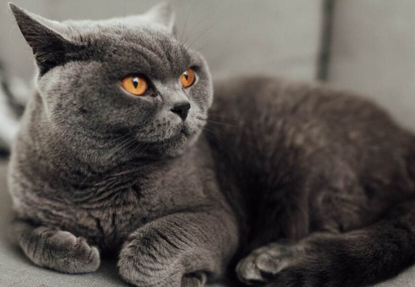 Kucing British
