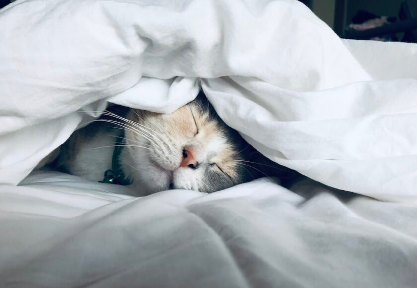 Kucing Keracunan