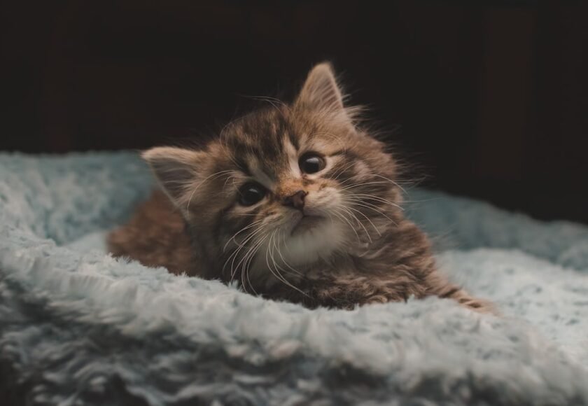 ANAK KUCING