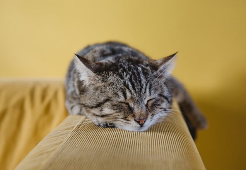 Kucing Demam