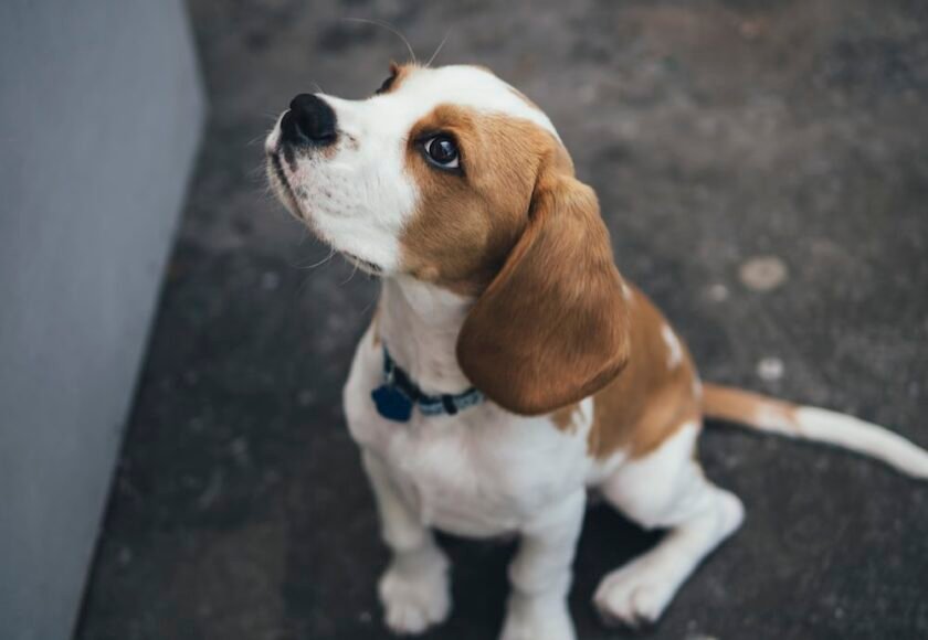 Anjing Beagle